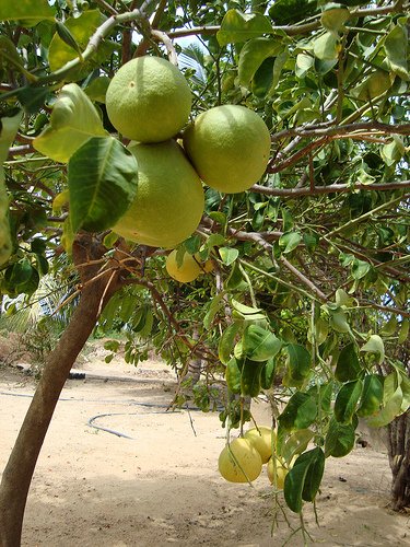 Dulce de Chocho de Vaca: Limonzon con Dulce de Leche